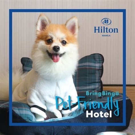 pet friendly hilton hotels|Hilton Manila at Resorts World Manila Is Now Pet .